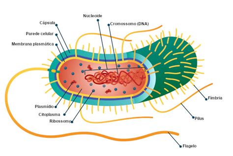 Células Procariontes O Que São Exemplos E Resumo Mundo Educação