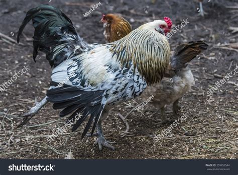 Americana Rooster Courting Stock Photo 259852544 : Shutterstock