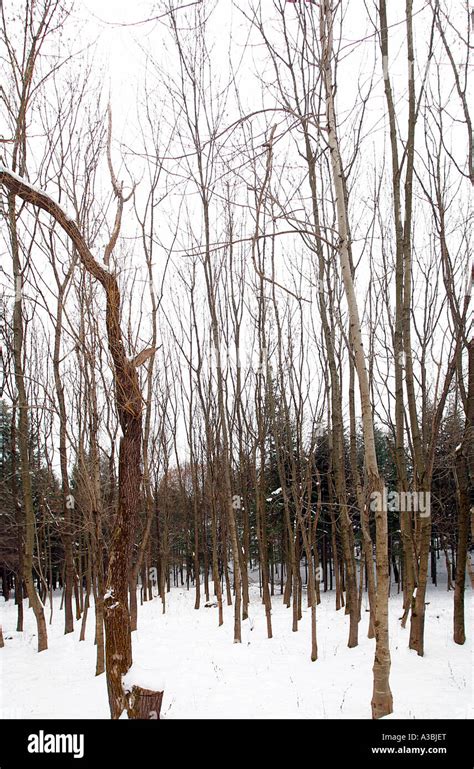 winter trees landscape stock photo alamy