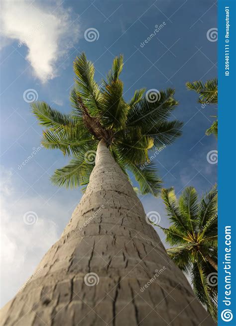 Cocoteros Altos Y Verdes Que Viven Cerca De La Playa Imagen De Archivo