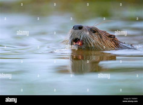 European river otter, European Otter, Eurasian Otter (Lutra lutra ...