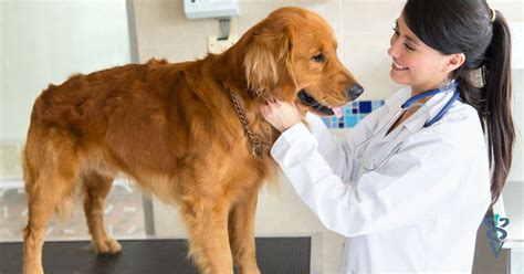 Understanding Chronic Hepatitis in Senior Dogs: A Vet's Insight | The ...