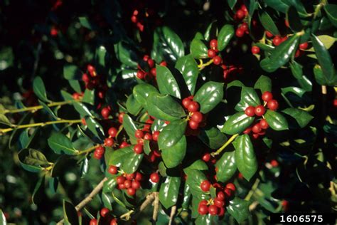 Chinese Holly Ilex Cornuta Lindl And Paxton