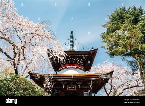 Yoshino Kirschbaum Stockfotos Und Bilder Kaufen Alamy