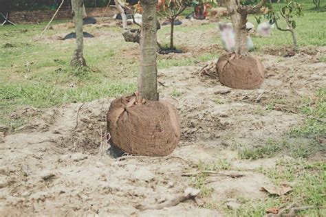 Prodotti Indispensabili Per La Zollatura Pierucci Agricoltura