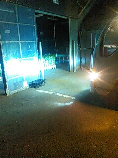 夜の出荷 「観葉植物生産者」のブログ