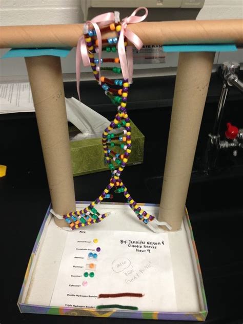 Dna Replication 3d Model Project