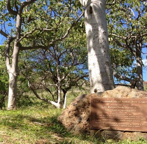 THE DIAMOND HEAD KUKUI TREE GROVE Updated January 2025 4204 Diamond