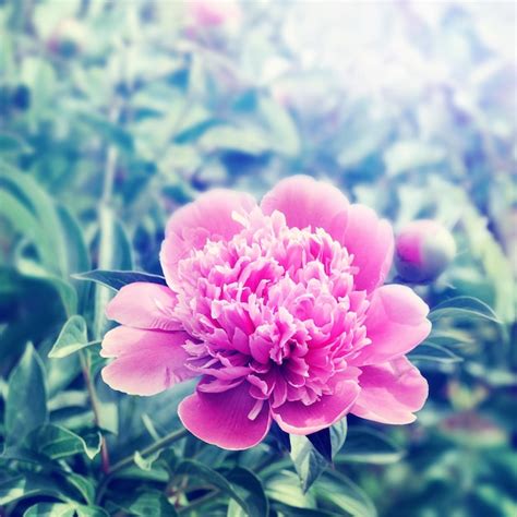 Premium Photo | Peony