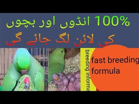 Ring Neck Braiding Tips How To Breed Ringnick Ringneck Se Breed