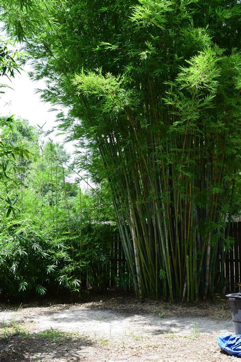 About Jungle Jacks Bamboo Nursery