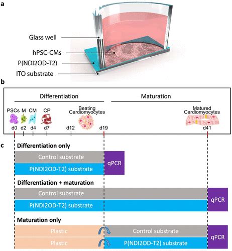 Enhancing The Maturation Of Human Pluripotent Stem Cell Derived