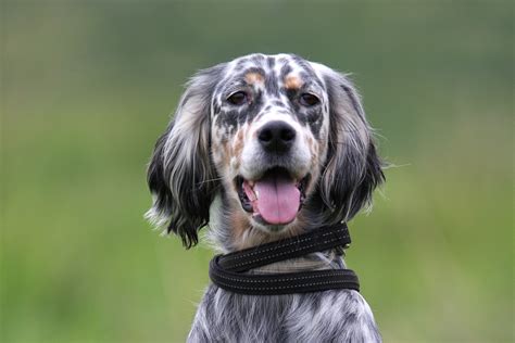 Chiens Perdus Archives Chasse