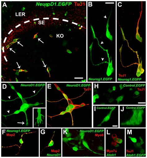 NeuroD1 And Neurog1 Induce Neuronal Phenotypes In Non Sensory Cells