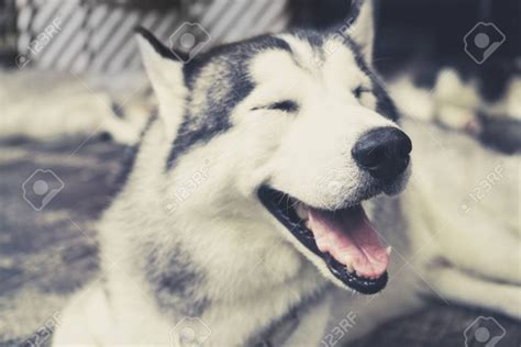 Cómo saber si un Husky Siberiano es feliz Blog de ADOPTA un Animal