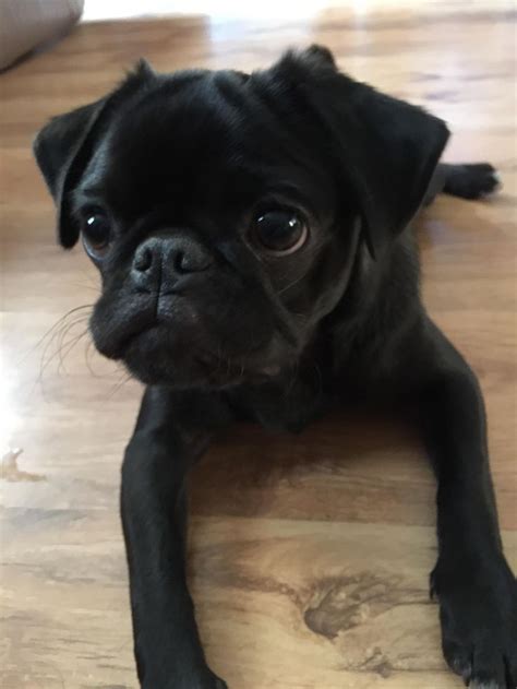 Growing Up Fast Ifttt2rghpzs Pugs Funny Pugs Pug Dog