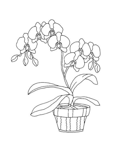 Coloriage Orchid E En Pot T L Charger Et Imprimer Gratuit Sur