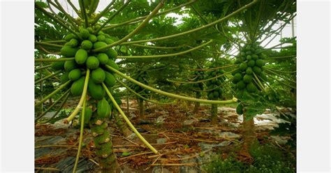 The Spots On The Skin Of Spanish Papayas Are A Characteristic Not A