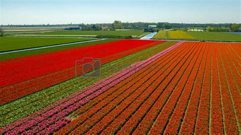 Aerial view of tulip fields in springtime, Holland, the Netherlands by ...