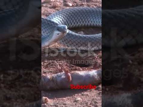 Black Mamba Eating Youtube