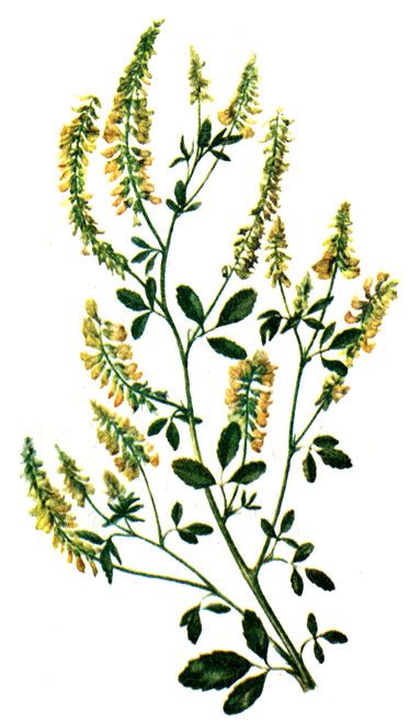 Melilotus Officinalis L Lam Bilkamed