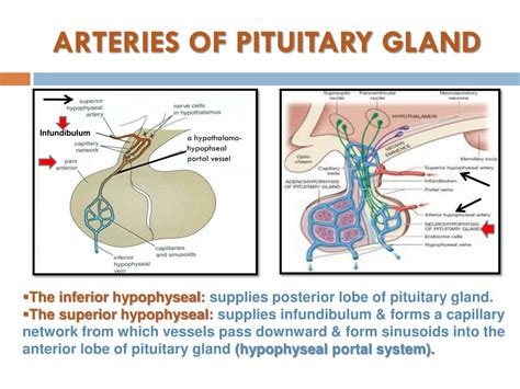 Ppt Anatomy Of The Pituitary Gland Powerpoint Presentation Free