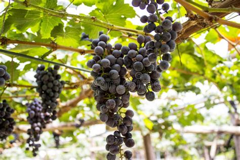 Grupo De Uvas Na Videira Em Seus Vinhedos Foto De Stock Imagem De