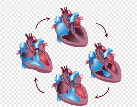 Cardiac Cycle Animation