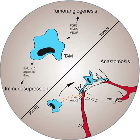 The Role Of Tumor Associated Macrophages Tams During Tumor Download Scientific Diagram