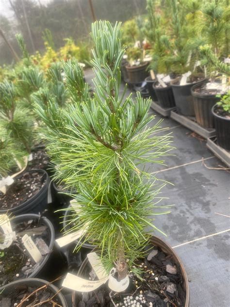 Pinus Parviflora Negeshi Japanese White Pine Maple Ridge Nursery