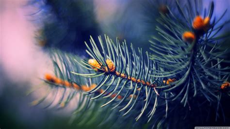 Fondos de pantalla naturaleza Plantas fotografía rama insecto