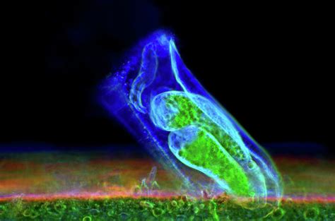 Ciliate Protozoa Photograph by Marek Mis - Fine Art America