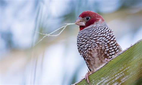 Red-headed Finch