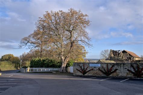 Tree By The Car Park Bob Harvey Geograph Britain And Ireland