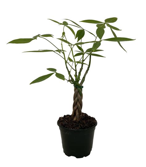Dainty Braided Money Tree Plant - Pachira aquatica - 4" Pot - Great
