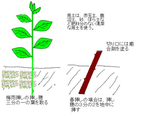 なおの趣味の園芸 挿し木 挿し芽