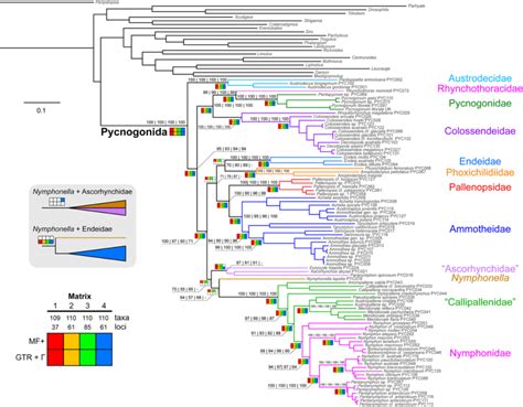 Phylogenomic Relationships Of Pycnogonida Based On Maximum Likelihood