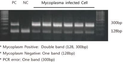 Myco Read Mycoplasma Detection Kit Biomax Ltd