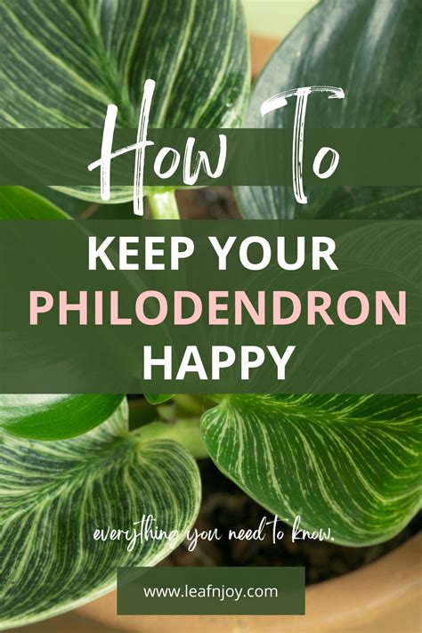 The Complete Philodendron Plants Care Guide Leafnjoy