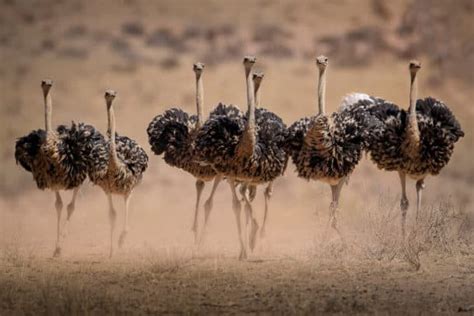 Common Ostrich Facts - Weight, Height, Habitat & Captivating Trivia