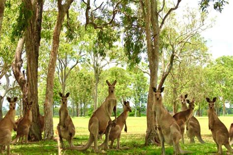 Kangaroo Meat: How to Cook: A Unique Australian Recipe