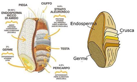 Germe Di Grano Valori Nutrizionali Idee Green