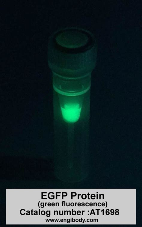 egfp protein