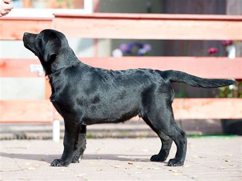 Mini Labrador Podrobn Popis Plemene Povahov Vlastnosti A D Le It