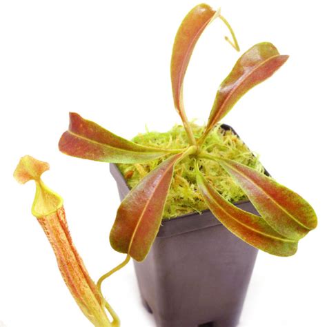 Tropical Pitcher Plants Nepenthes Carnivorous Plants Curious Plant