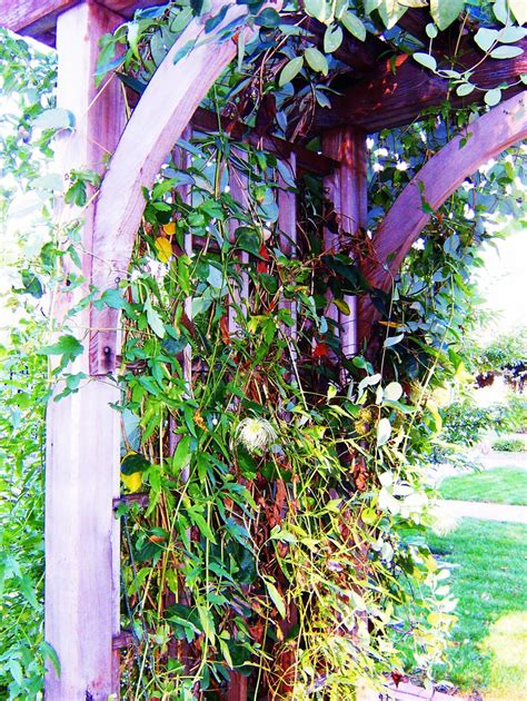 Trellis Climber Trellis In English Garden At The Arborateu