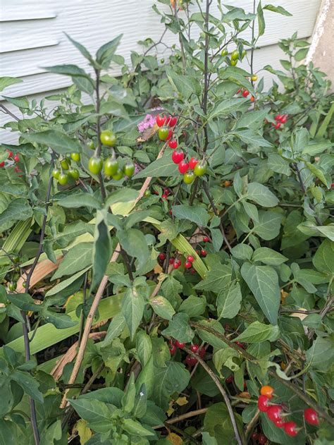 Help identify wild berries in my yard : r/whatsthisplant