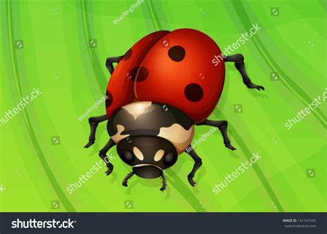 Illustration Of A Ladybug Life Cycle Adult Royalty Free Stock Vector 141161545