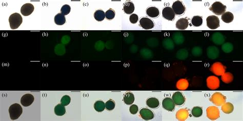 Morphologies Of Honokiol Treated Cryptocaryon Irritans Tomonts Stained