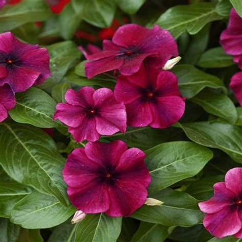 Vinca Tattoo Seeds Vinca Tattoo Series Tattoo Raspberry Tattoo Etsy